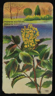 Côte D'Or - Botanica - 1954 - 100 - Mahonia, Mahonie - Côte D'Or