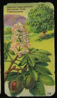 Côte D'Or - Botanica - 1954 - 102 - Aesculus, Marronnier D'Inde, Paardekastanje - Côte D'Or