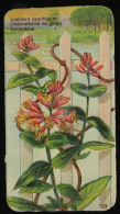 Côte D'Or - Botanica - 1954 - 103 - Lonicera, Chèvrefeuille De Jardin, Geitenblad, Kamperfoelie - Côte D'Or