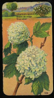 Côte D'Or - Botanica - 1954 - 104 - Viburnum, Boule De Neige, Sneeuwbal - Côte D'Or