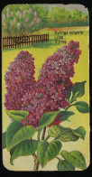 Côte D'Or - Botanica - 1954 - 105 - Syringa, Lilas, Sering - Côte D'Or