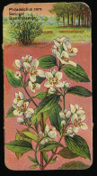 Côte D'Or - Botanica - 1954 - 106 - Philadelphus Cero, Seringat, Boerenjasmijn - Côte D'Or