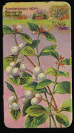 Côte D'Or - Botanica - 1954 - 108 - Symphoricarpus, Symphorine, Sneeuwbes - Côte D'Or