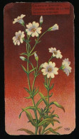 Côte D'Or - Botanica - 1954 - 109 - Cerastium, Céraste, Akkerhoornbloem - Côte D'Or