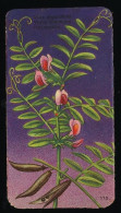 Côte D'Or - Botanica - 1954 - 110 - Vioia, Vesce, Nachtwikke - Côte D'Or