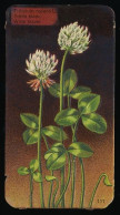 Côte D'Or - Botanica - 1954 - 111 - Trifolium, Trèfle, Klaver - Côte D'Or