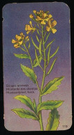 Côte D'Or - Botanica - 1954 - 119 - Sinapis, Moutarde, Mostaard, Herik - Côte D'Or