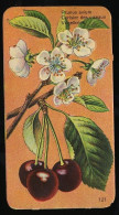 Côte D'Or - Botanica - 1954 - 121 - Prunus Avium, Cerisier, Kriek - Côte D'Or