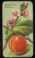 Côte D'Or - Botanica - 1954 - 125 - Prunus Armeriaca, Abricotier, Abrikozeboom, Abrikoos - Côte D'Or