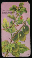 Côte D'Or - Botanica - 1954 - 129 - Ribes Grossularia, Groseiller à Maquerau, Stekelbes, Kruisbes - Côte D'Or