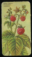 Côte D'Or - Botanica - 1954 - 130 - Rubus Idaeus, Framboisier, Framboos - Côte D'Or