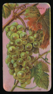 Côte D'Or - Botanica - 1954 - 132 - Vitis, Vigne, Wijnstok, Druif, Grapes - Côte D'Or