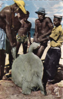 Nude Men Catching A Turtle From Bird Island . Torture Marine . - Seychellen