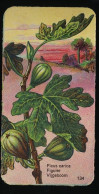 Côte D'Or - Botanica - 1954 - 134 - Ficus, Figuier, Vijgeboom - Côte D'Or