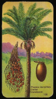 Côte D'Or - Botanica - 1954 - 136 - Phoenix Dactylifera, Dattier, Dadelboom - Côte D'Or