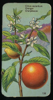Côte D'Or - Botanica - 1954 - 138 - Citrus Aurantium, Oranger, Oranjeboom, Appelsien - Côte D'Or