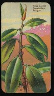 Côte D'Or - Botanica - 1954 - 141 - Ficus Elastica, Caoutchouc, Rekgom, Rubber - Côte D'Or