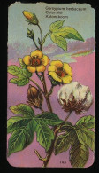 Côte D'Or - Botanica - 1954 - 143 - Gersyplum, Cotonnier, Katoen, Cotton - Côte D'Or