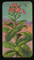 Côte D'Or - Botanica - 1954 - 144 - Nicotiana Tabacum, Tabac, Tabak, Tobacco - Côte D'Or