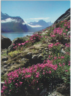 Greenland Card 428 Issued For Mi 541 SEPAC - Scenery II - Mountains - Glaciers 2009 - Maximum Cards