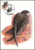 Carte-maximum (CM) - N°3608/09 Oiseaux (Buzin) / Complet - 2001-2010