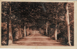 £-30- Gard - Bessèges - L' Allée Des Platanes - Bessèges