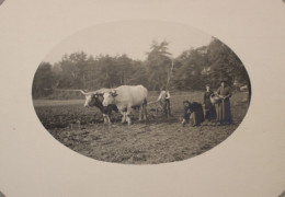 Photo 1910's Fermier Laboureur Agriculteur Attelage Boeuf Béarn Pyrénées France Print Vintage Photographe - Berufe