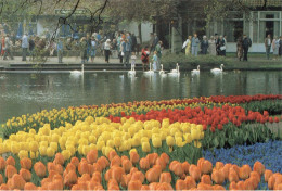 CPSM PAYS BAS LISSE  Le Parc De "Keukenhof" - Tulipes, Cygnes... - Lisse