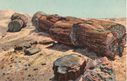 GIANT LOGS IN RANBOW FOREST - PETRIFIED FOREST - ARIZONA - Other & Unclassified