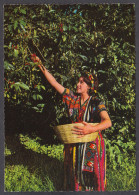 127684/ Guatemala, Native Gathering Coffee - Guatemala