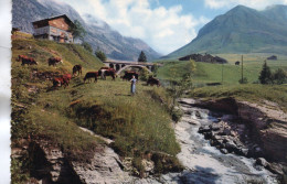 LE GRAND BORNAND ALPAGES ET COL DE LA COLOMBIERE CPSM 10X15 TBE - Le Grand Bornand