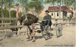 DRIVING AN OSTRICH  HOT SPRINGS , ARK. - Hot Springs