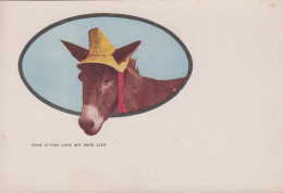 1905. USA. Postcard HOW D'YOU LIKE MY NEW LID? Donkey With Strawhat.  - JF444328 - Otros & Sin Clasificación