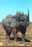 Rinoceronte - Neushoorn