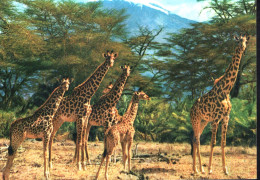 Giraffe - Giraffes