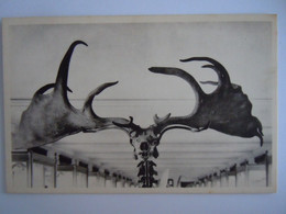 Bruxelles Musée D'historie Naturelle 9 Squelette La Tête Du Grand Cerf D'Irlande Cervus Giganteus Blum Nels - Musées