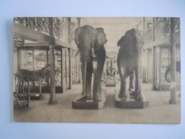 Bruxelles Musée D'historie Naturelle 7 Taxidermie Un Groupe De Grands Mammifères éléphants, Zèbre, Rhinocéros Nels - Musées