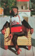 ETATS-UNIS - Floride - Sud De Miami - Chimpanzé Dans La Jungle Des Singes - Colorisé - Carte Postale Ancienne - Miami