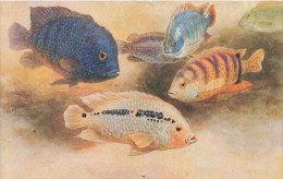 ROYAUME-UNI - London - Aquarium - Zoological Gardens - Cichlidés - Colorisé - Carte Postale Ancienne - Sonstige & Ohne Zuordnung