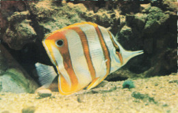 MONACO - Aquarium Marin De Monaco - Pit-pit - Vhelmon Rostratus - Colorisé - Carte Postale Ancienne - Other & Unclassified