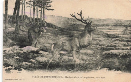 PHOTOGRAPHIE -  Harde De Cerfs Au Long Rocher - Carte Postale Ancienne - Photographie