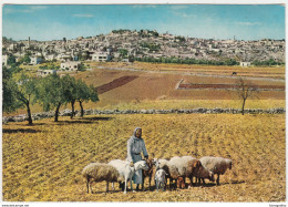 Betlehem Shepherd Field Old Postcard Unused B170525 - Palestine