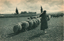 PALESTINA - THE SHEPHERD CALLING - Palestine