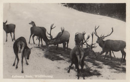 AK - Stmk - Kallwang - Hirsche Bei Der Wildfütterung - 1937 - Leoben