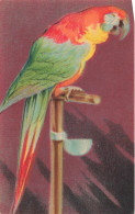 ARTS - Peintures Et Tableaux - Cuban Macaw - Carte Postale Ancienne - Malerei & Gemälde