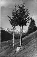 Landschaft Bei Kandersteg Tanne Sapin Pâturage 1948 - Kandersteg