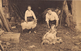 DANS LES  PYRENEES- LA TONTE DES MOUTONS - Crías