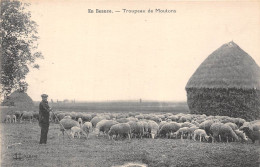 EN BEAUCE- TROUPEAU DE MOUTON - Elevage