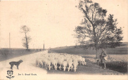 SUR LA GRAND'ROUTE- ( TROUPEAU DE MOUTONS ) - Crías