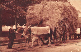 TERROIR PYRENEEN- UN ATTELAGE PAYSAN - Attelages